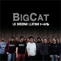 Bigcat